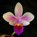 Phal. Venus 'Angel Orchids' (1)